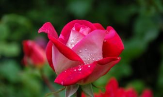 Memorial Service for Trish Adams